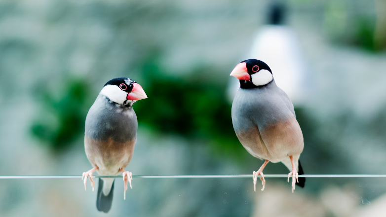 鳥たちが休憩している画像